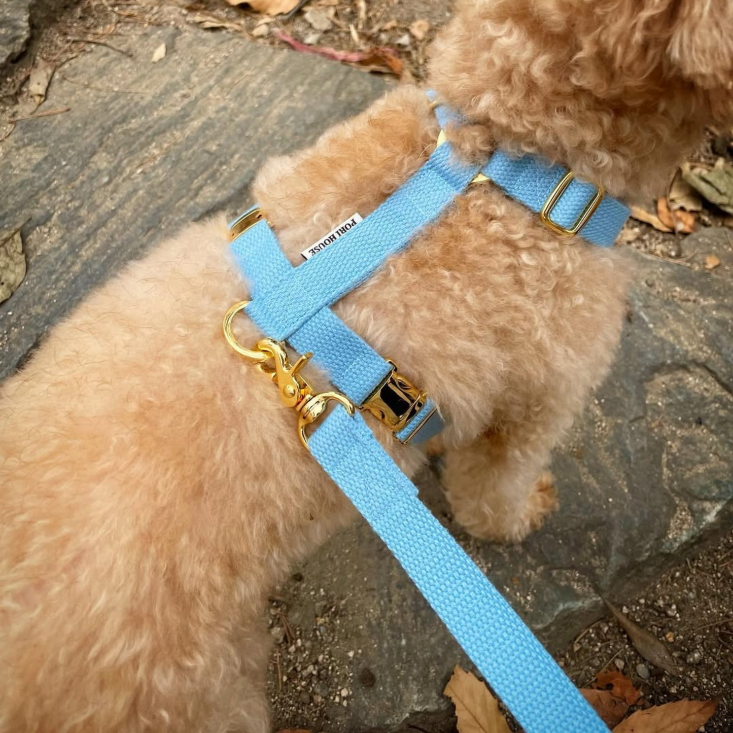 palette leash〈ブルー・パープル系〉
