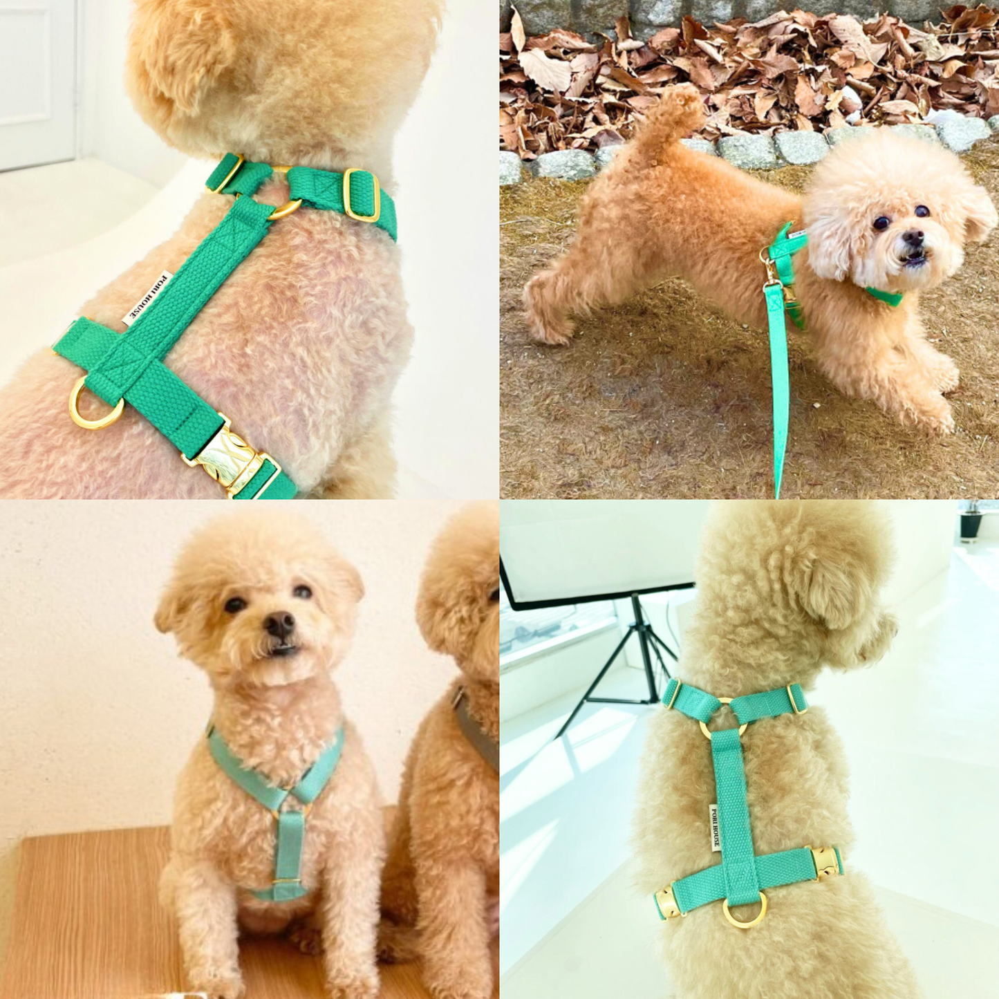 palette harness〈ソフト&クリア〉