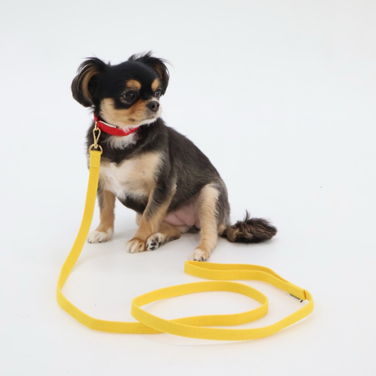 petit leash
