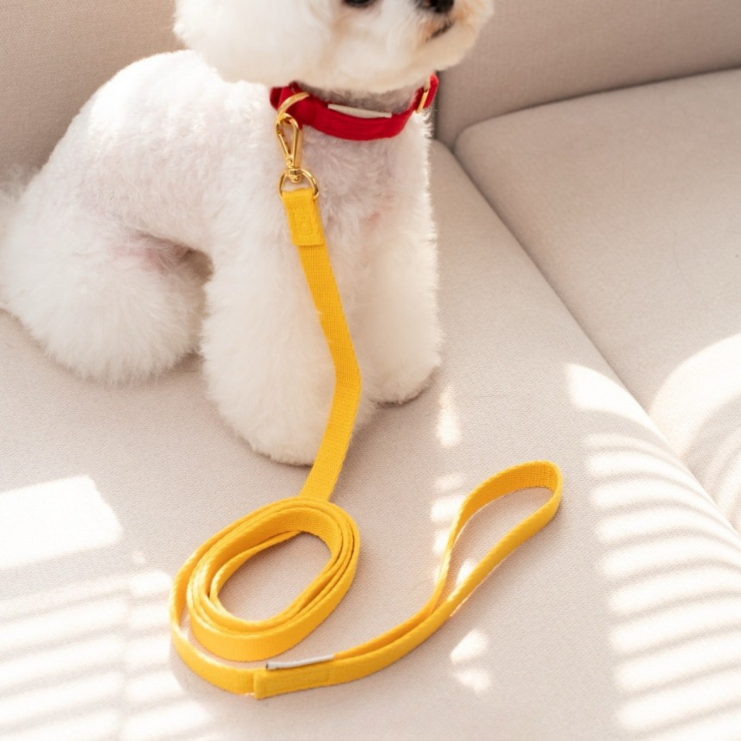 petit leash