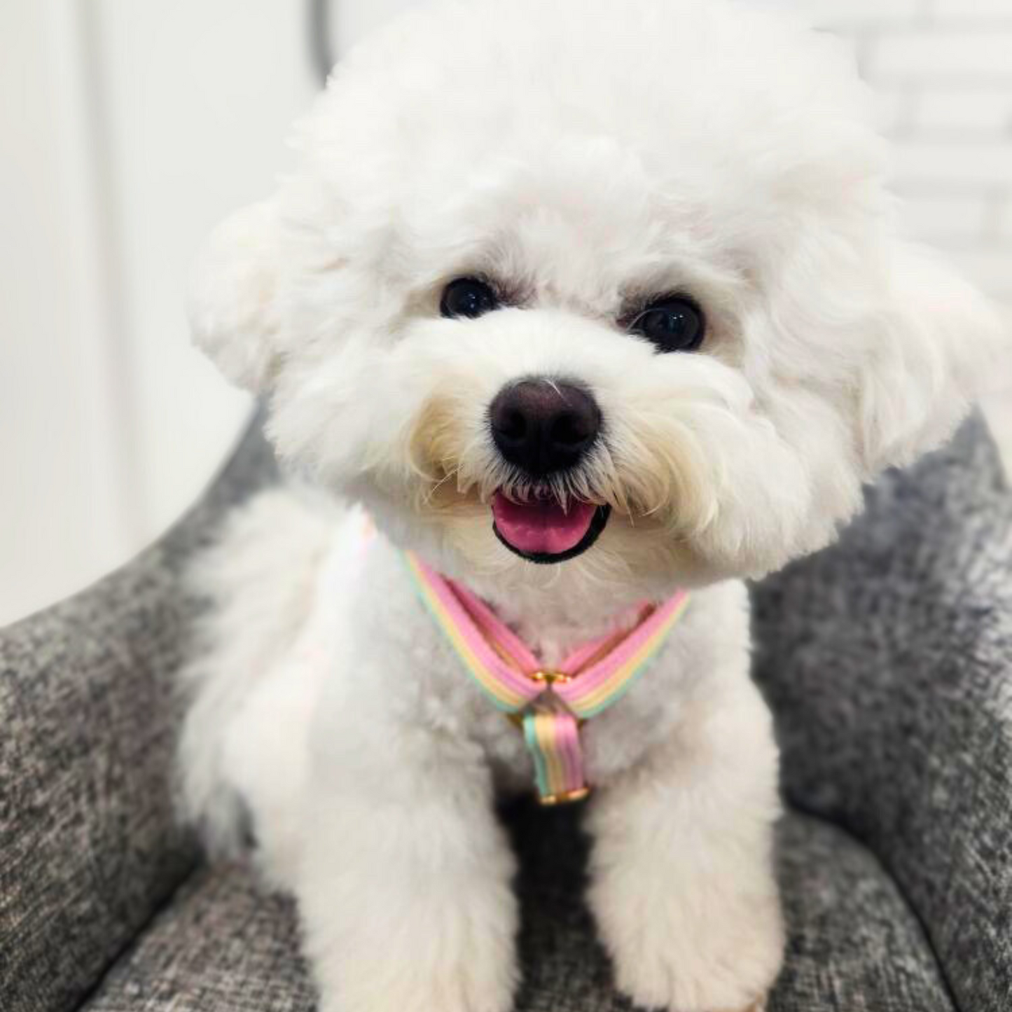 sweety harness