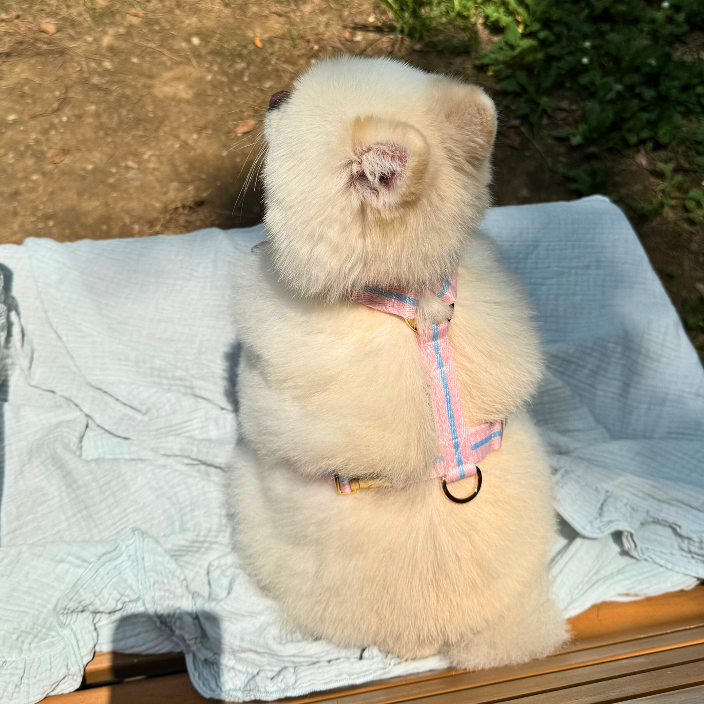 lollipop harness
