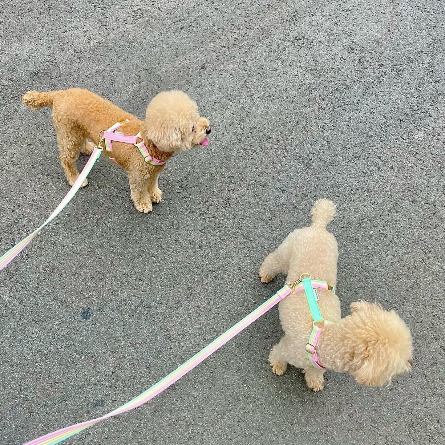 sweety harness