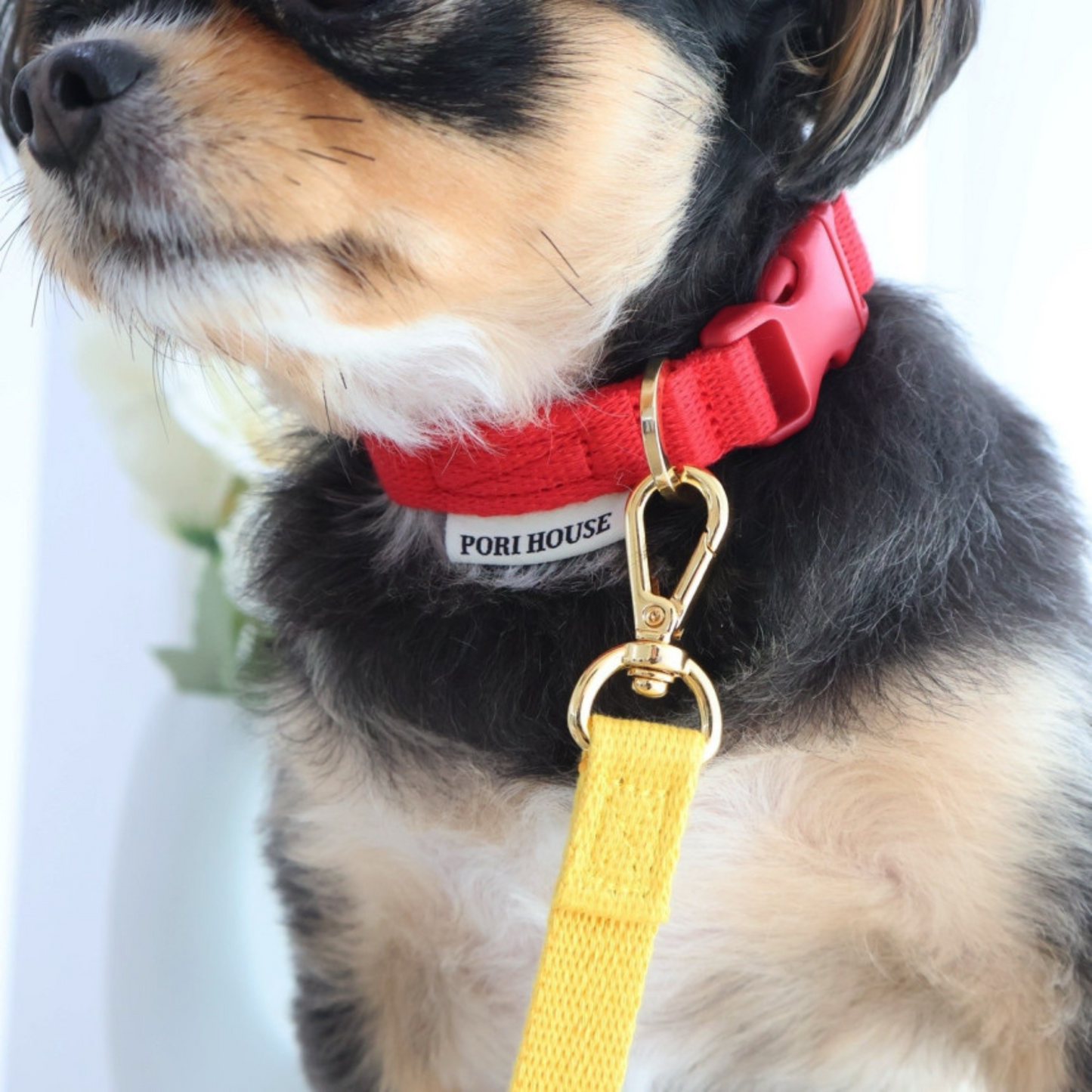 petit collar