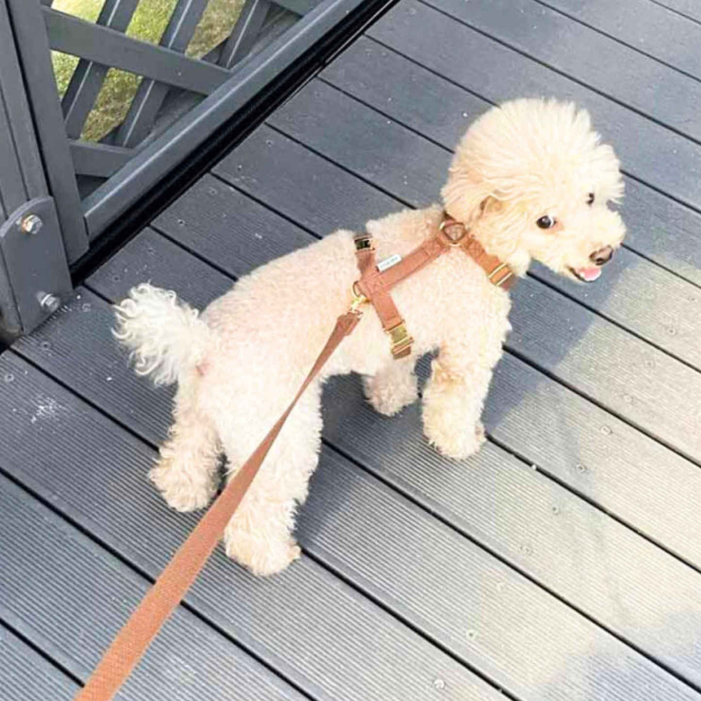 palette leash〈アース〉