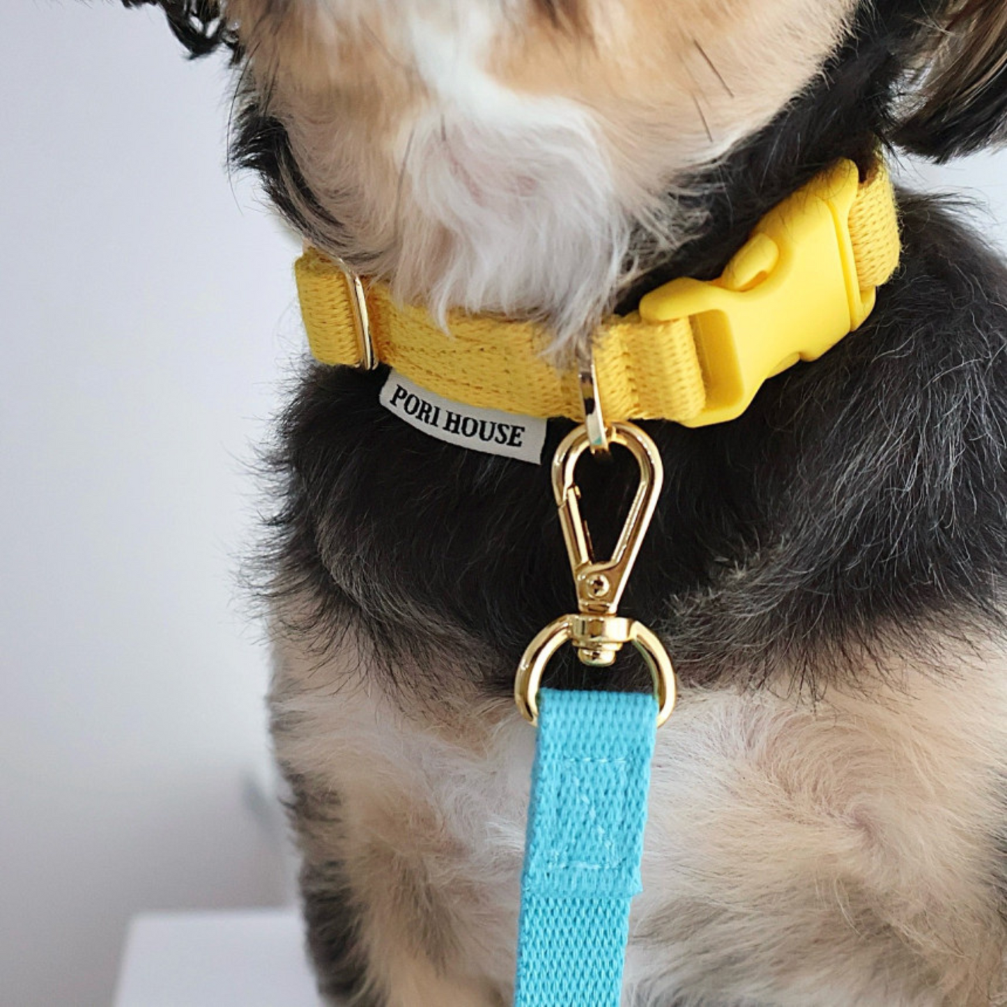 petit collar