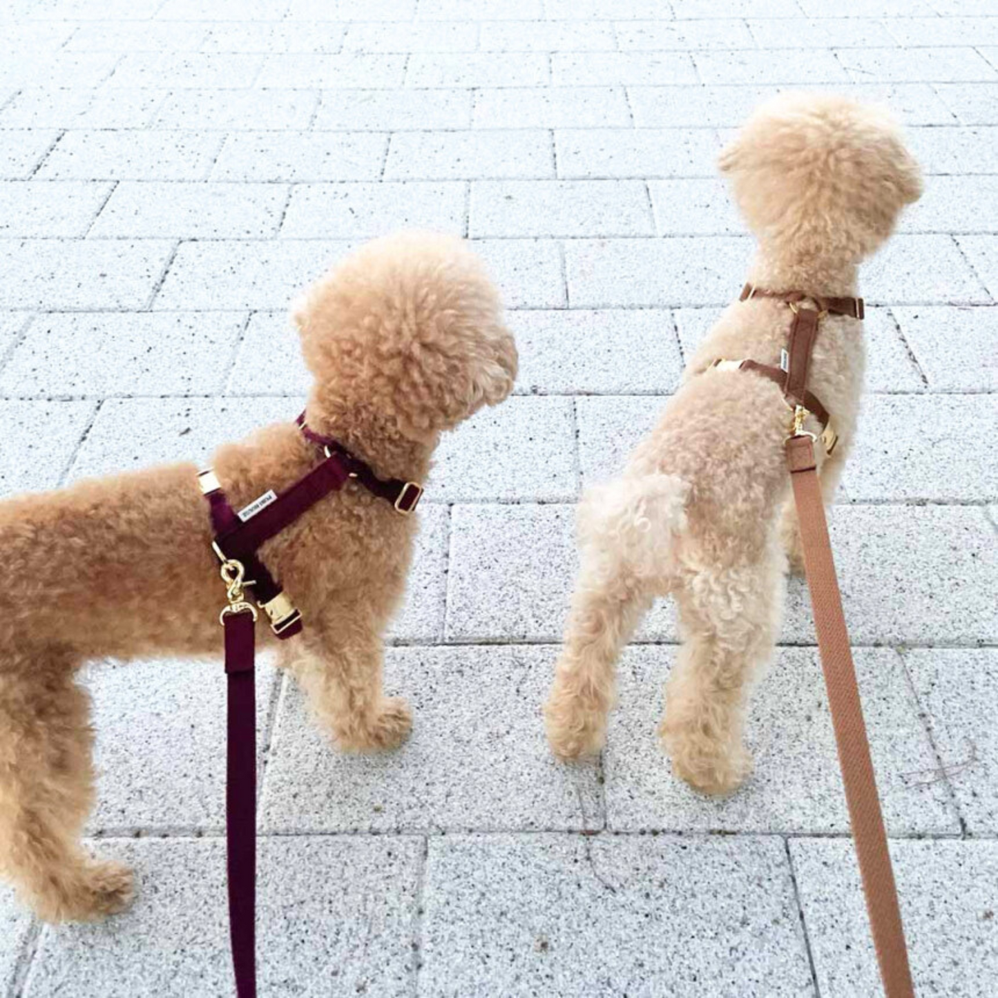 palette leash〈アース〉