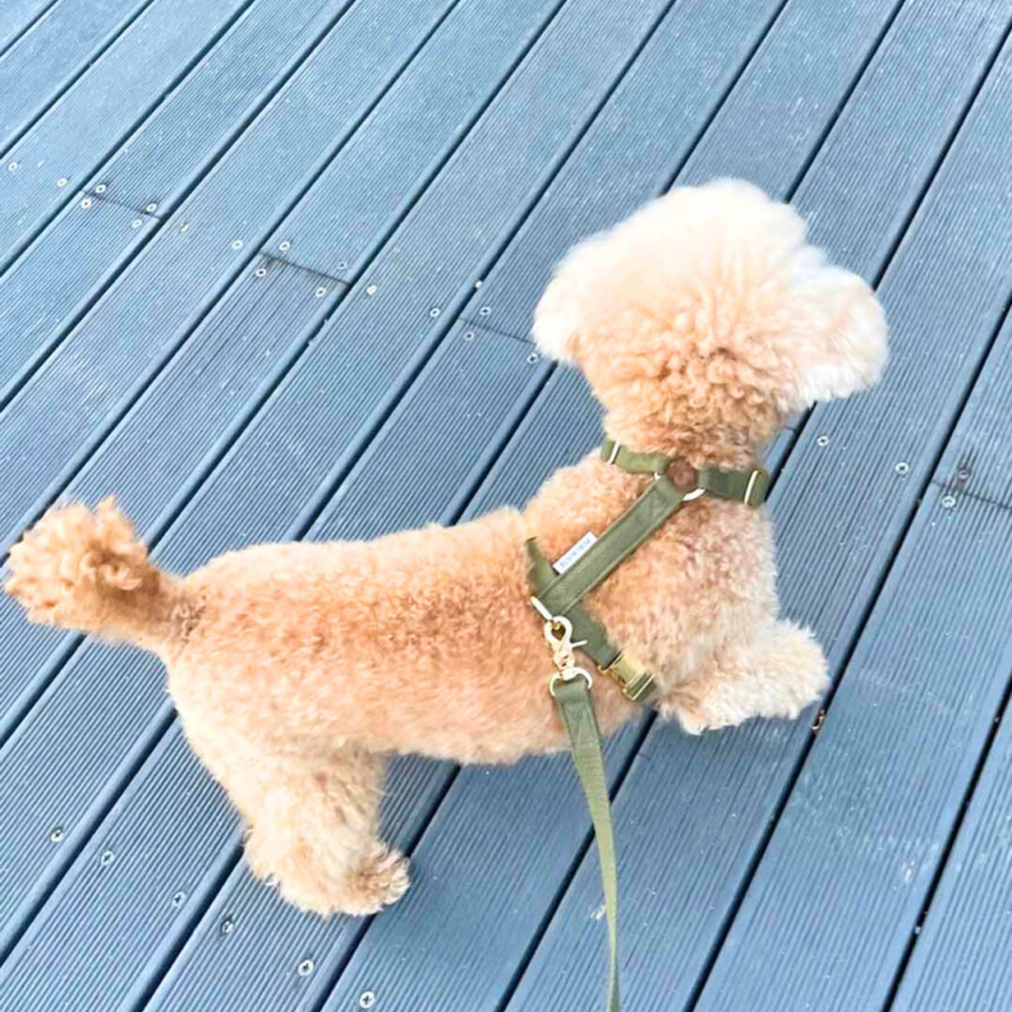 palette leash〈アース〉
