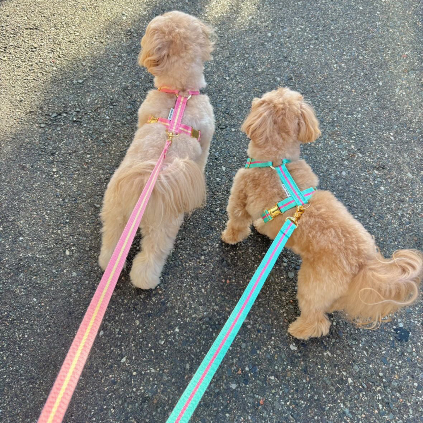 lollipop leash