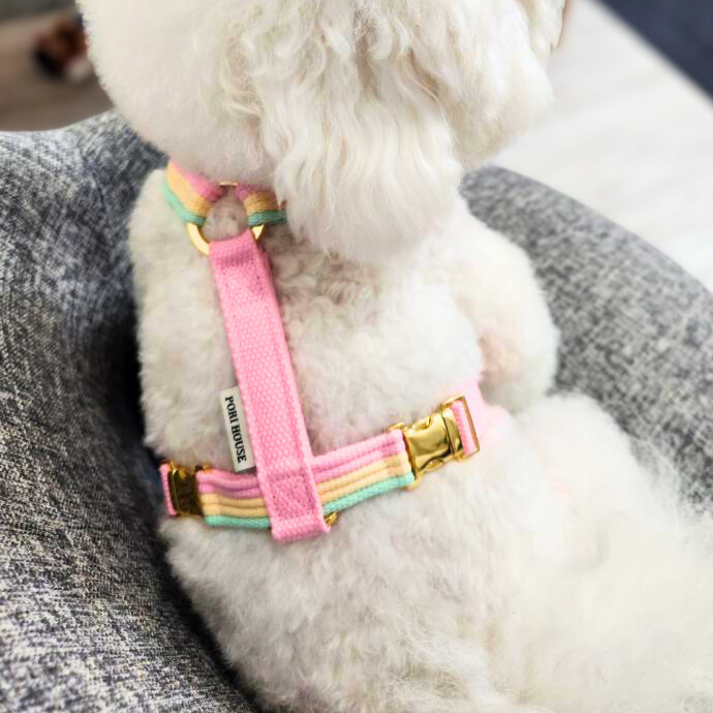 sweety harness