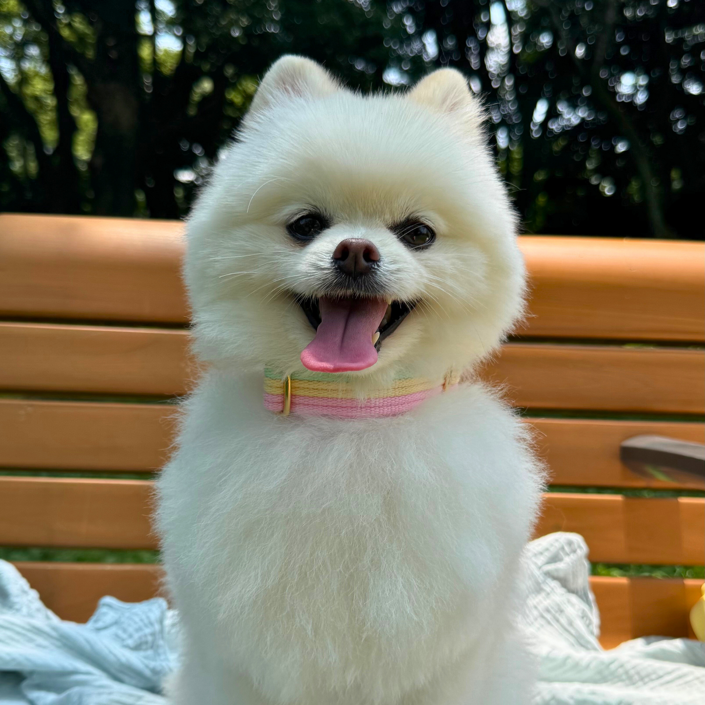 sweety collar