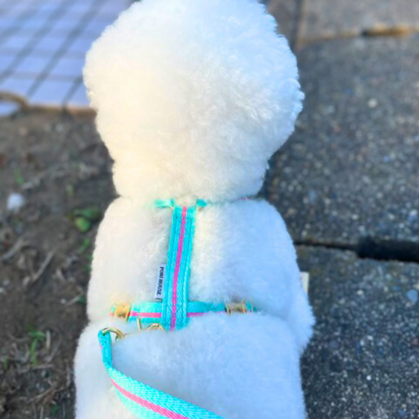 lollipop harness
