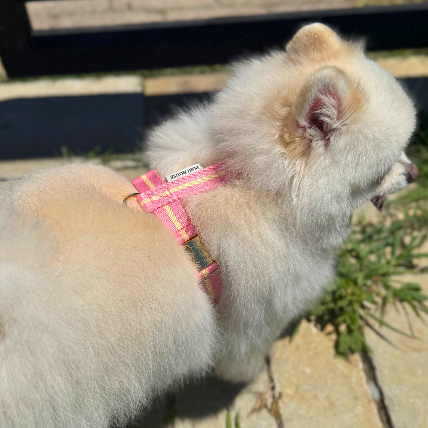 lollipop harness