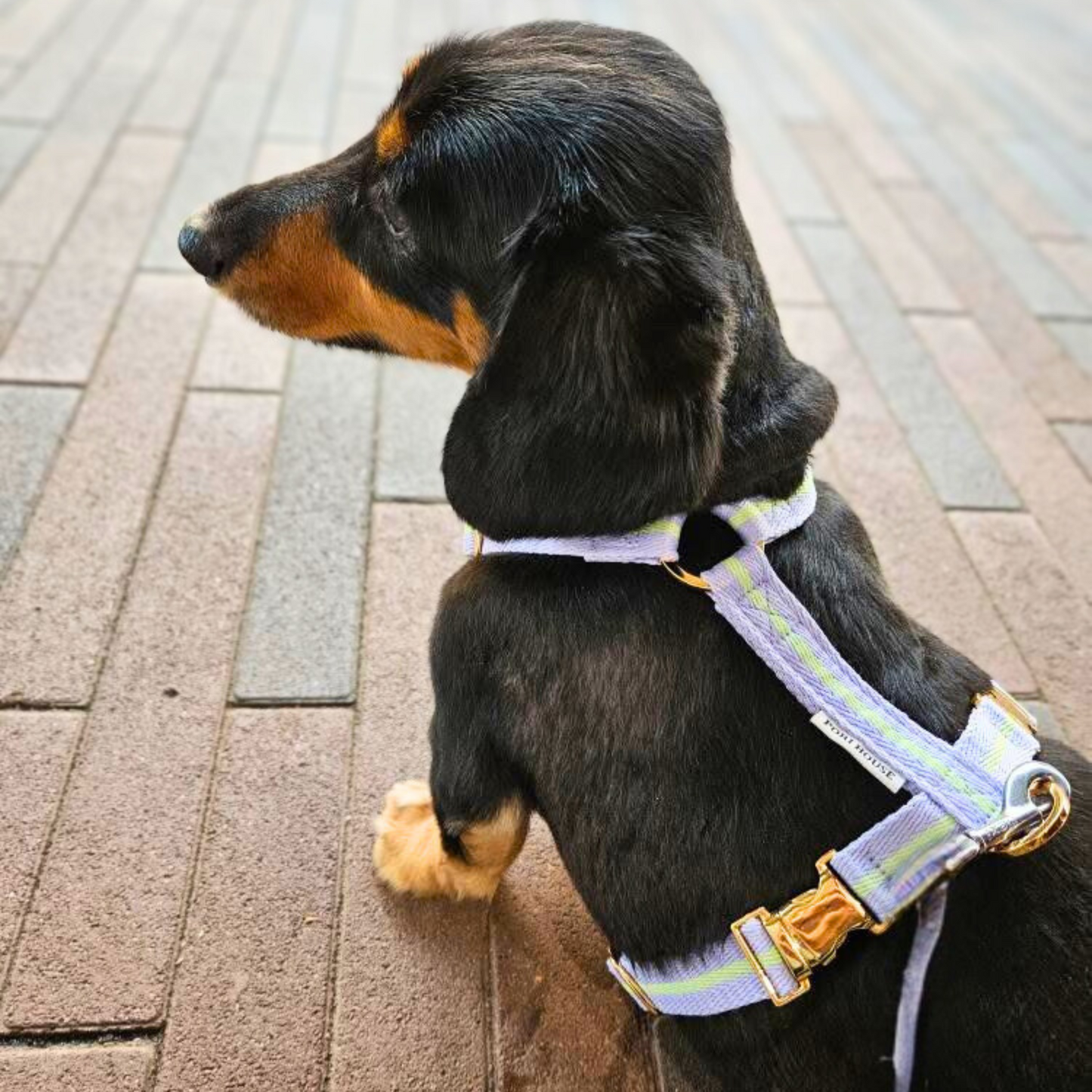 lollipop harness