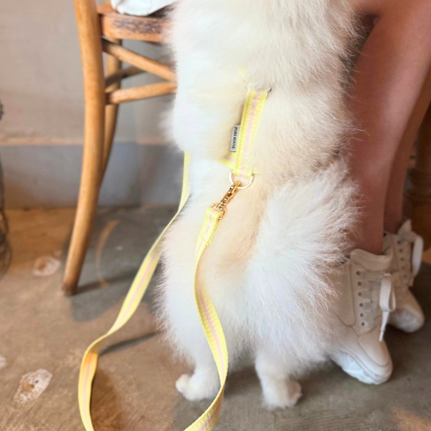 lollipop leash