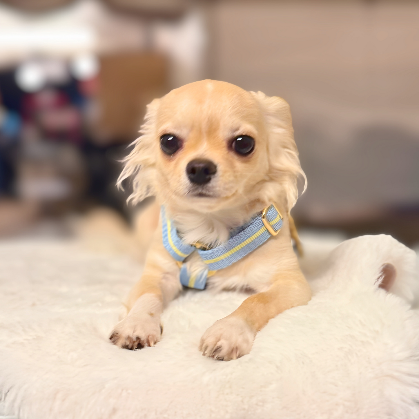lollipop harness