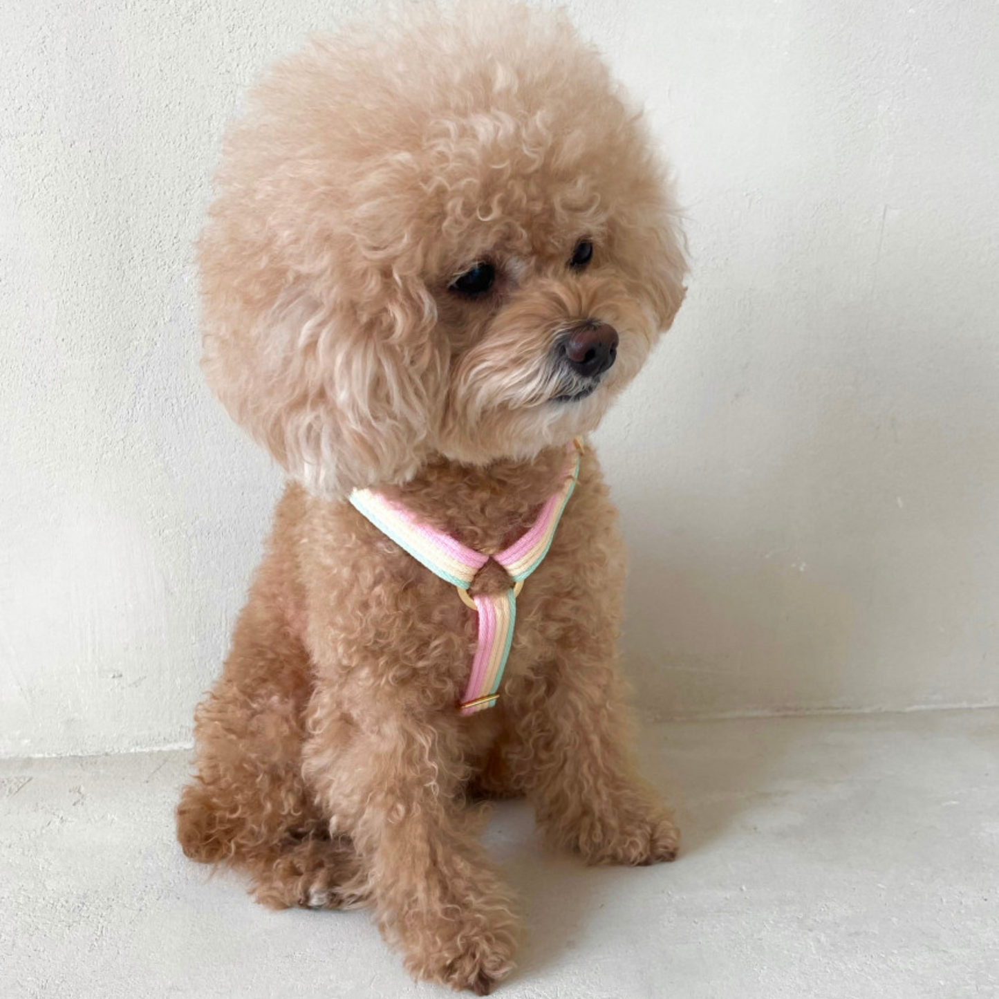 sweety harness