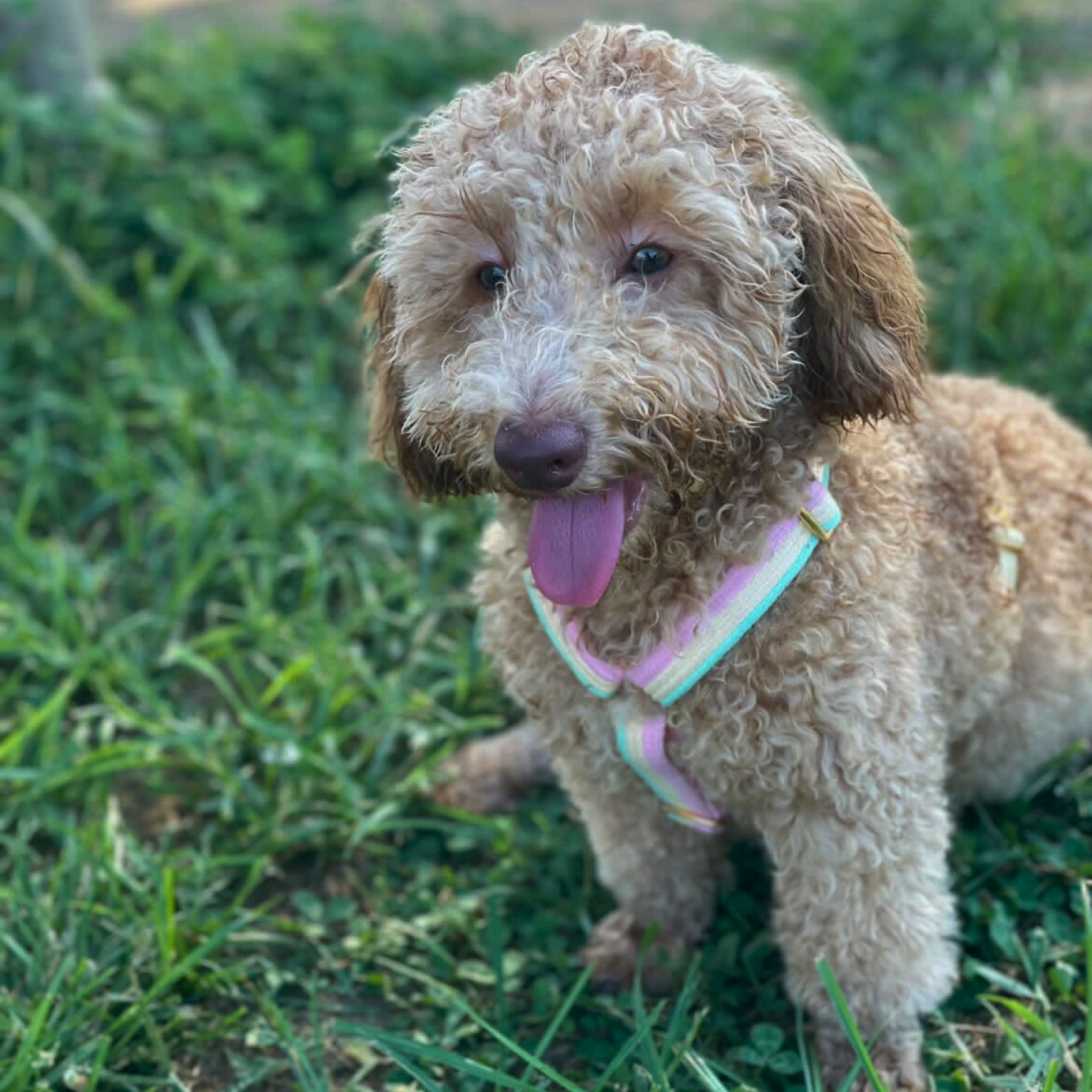sweety harness