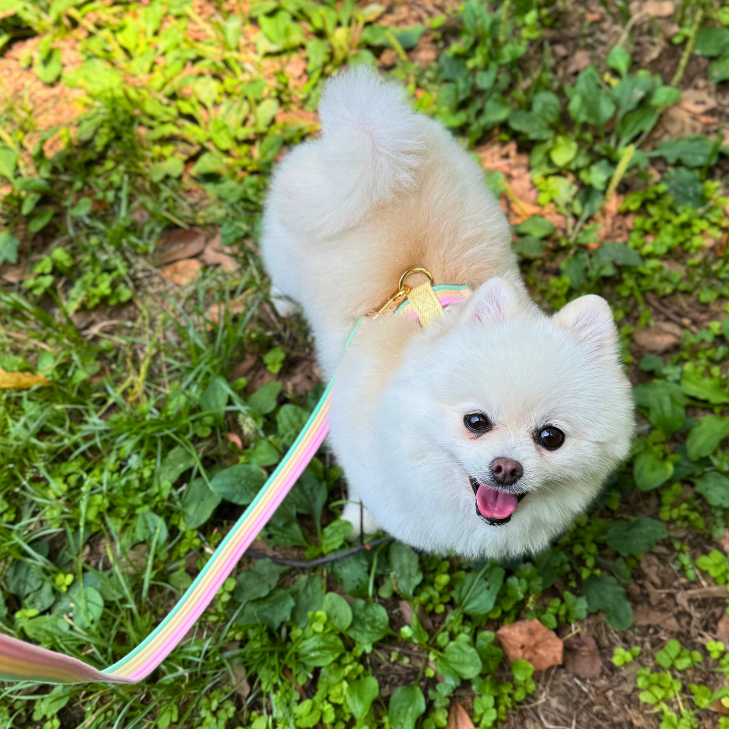 sweety harness