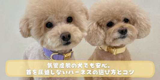 紫と黄色の襟（またはカラー）をつけた2匹のトイプードルが並んで座っているバナー画像。「気管虚脱の犬でも安心。首を圧迫しないハーネスの選び方とコツ」という白文字のタイトルが入っています。