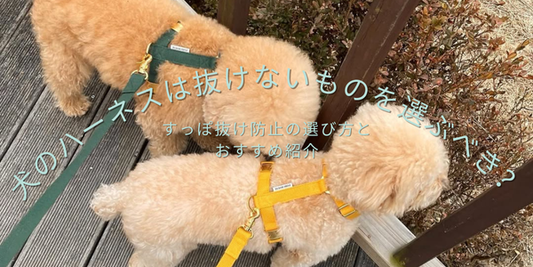 抜けにくい犬用H型ハーネスを着けた犬の写真