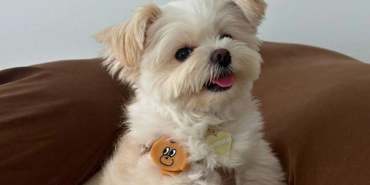 犬の迷子対策を徹底解説｜日常でできる予防と意識しておきたいポイント