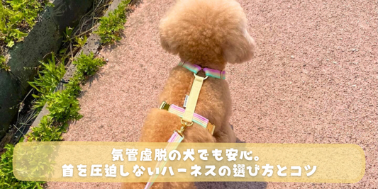虹色のパステルカラーのハーネスを着用したトイプードルの後ろ姿。散歩道を歩く様子に、「気管虚脱の犬でも安心。首を圧迫しないハーネスの選び方とコツ」という白文字のタイトルが入ったアイキャッチ画像。