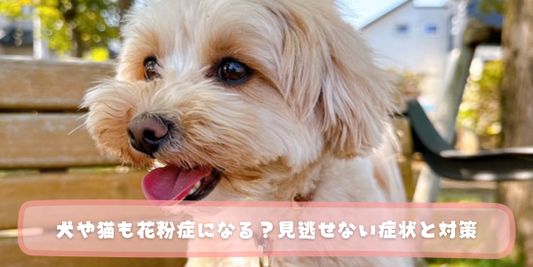 公園のベンチに座った小型犬のアップ写真に、「犬や猫も花粉症になる？見逃せない症状と対策」というタイトルテキストが入ったアイキャッチ画像。