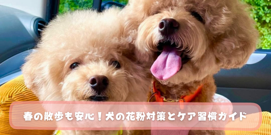 二頭のトイプードルの写真と「春の散歩も安心！犬の花粉対策とケア習慣ガイド」のタイトル文字。