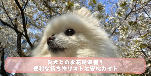 満開の桜をバックにした白ポメラニアンのアップ写真。「愛犬とのお花見準備！便利な持ち物リストと安心ガイド」というタイトルテキストが中央下部に重なっている。