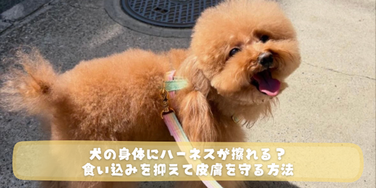 犬の身体にハーネスが擦れる？食い込みを抑えて皮膚を守る方法」という文字が入った黄色い帯が下部に配置された、レインボーカラーのハーネスとリードをつけて歩くトイプードルの写真。