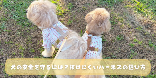 2匹の小型犬がH型のハーネスをつけてお散歩をしている後ろ姿