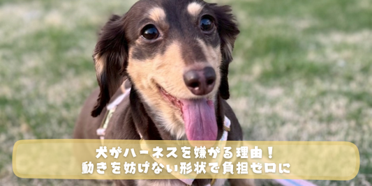 芝生の上で舌を出して笑うダックスフンドの画像。下部には黄色い半透明の帯があり、「犬がハーネスを嫌がる理由！動きを妨げない形状で負担ゼロに」という白い文字のキャッチコピーが入っている。
