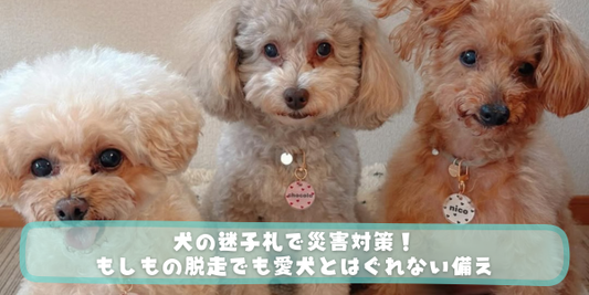 3匹のトイプードルが並んでいる写真。中央の犬は「chocola」、右の犬は「nico」と書かれた丸い迷子札をつけている。下部には「犬の迷子札で災害対策！もしもの脱走でも愛犬とはぐれない備え」という文字入りの緑色の帯がある。
