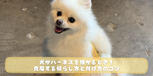 黄色のハーネスを着用して上を見上げる白いポメラニアン。下部には「犬がハーネスを嫌がるとき！克服する慣らし方と付け方のコツ」というテロップ。