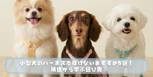 ハーネスを着用して並ぶ3匹の小型犬（ポメラニアン、ダックスフンド、マルチーズ）の写真。中央に「小型犬のハーネスで抜けないおすすめ5選！構造から学ぶ選び方」の文字。