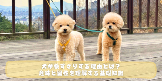【今すぐチェック】犬が後ずさりする理由とは？意味と習性を理解する基礎知識