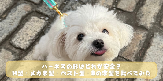 白い小型犬がレンガの上でリードをつけて上を見上げている。「ハーネスの形はどれが安全？H型・メガネ型・ベスト型・8の字型を比べてみた」というテキストが表示されている