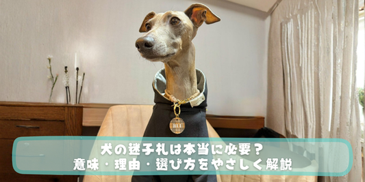 イタリアングレーハウンドが室内でこちらを見上げている写真に「犬の迷子札は本当に必要？意味・理由・選び方をやさしく解説」というタイトルが書かれたアイキャッチ画像