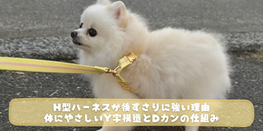 白いポメラニアンがクリーム色のH型ハーネスとリードをつけて横向きに立っている。「H型ハーネスが後ずさりに強い理由　体にやさしいY字構造とDカンの仕組み」というテキストが表示されている