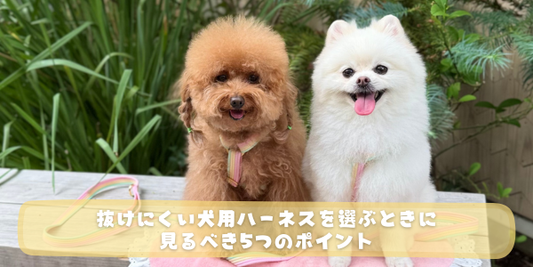 茶色いトイプードルと白いポメラニアンが屋外で並んで座っている写真に「抜けにくい犬用ハーネスを選ぶときに見るべき5つのポイント」というタイトルが書かれたアイキャッチ画像