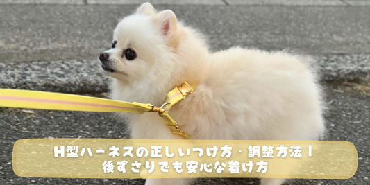 白いポメラニアンが黄色いH型ハーネスとリードをつけて屋外に立っている写真に「H型ハーネスの正しいつけ方・調整方法｜後ずさりでも安心な着け方」というタイトルが書かれたアイキャッチ画像