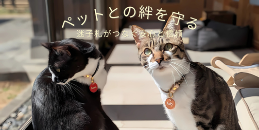 迷子札をつけた猫が安心している様子
