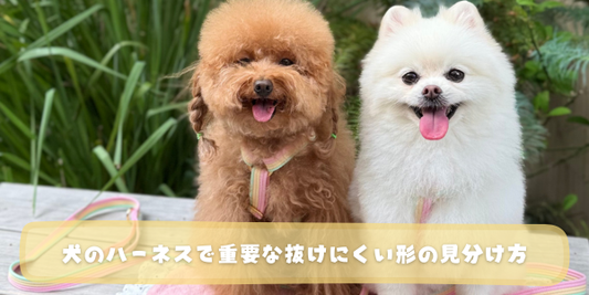 ベンチに並んで座る2頭の小型犬が、カラフルなハーネスとリードを着けてこちらを見ている様子