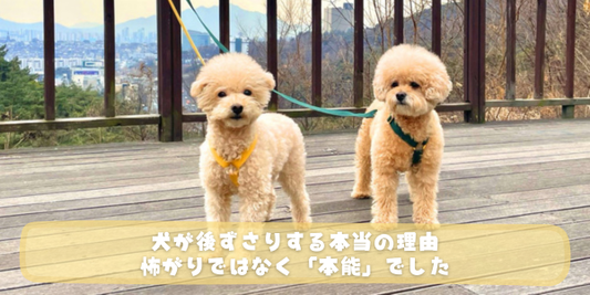 展望デッキで2匹のクリーム色のトイプードルがリードをつけて立っている写真に「犬が後ずさりする本当の理由 怖がりではなく「本能」でした」というタイトルが書かれたアイキャッチ画像