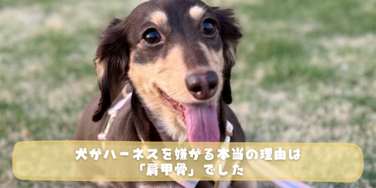 舌を出して笑顔のダックスフンドが屋外の芝生でアップになっている写真に「犬がハーネスを嫌がる本当の理由は「肩甲骨」でした」というタイトルが書かれたアイキャッチ画像