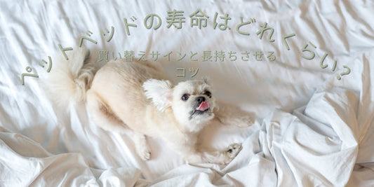 ペットベッドの寿命はどれくらい？：買い替えサインと長持ちさせるコツ
