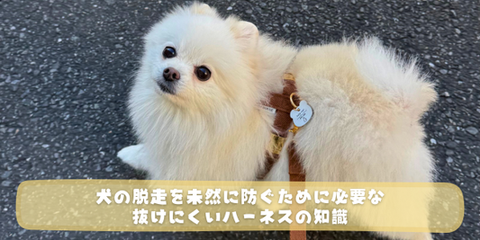 茶色のハーネスを着けた白い小型犬が、散歩中に振り返ってこちらを見る様子