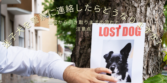 【迷子犬を警察に連絡したらどうなりますか？】通報から引き取りまでの流れと注意点