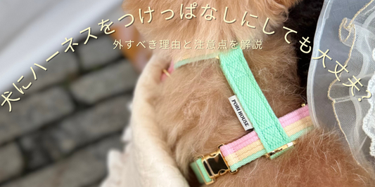 犬にハーネスをつけっぱなしにしても大丈夫？外すべき理由と注意点を解説